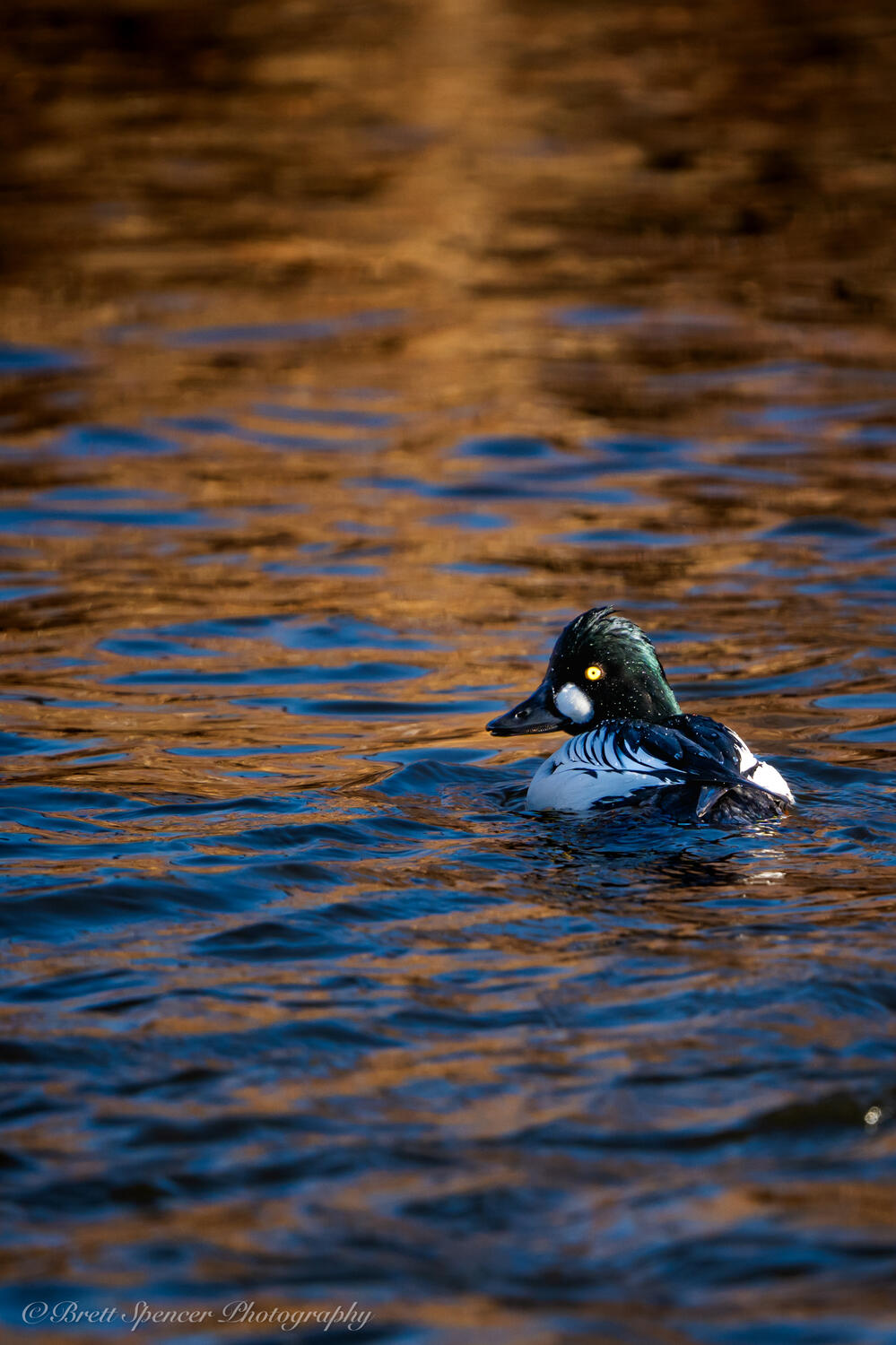 Goldeneye