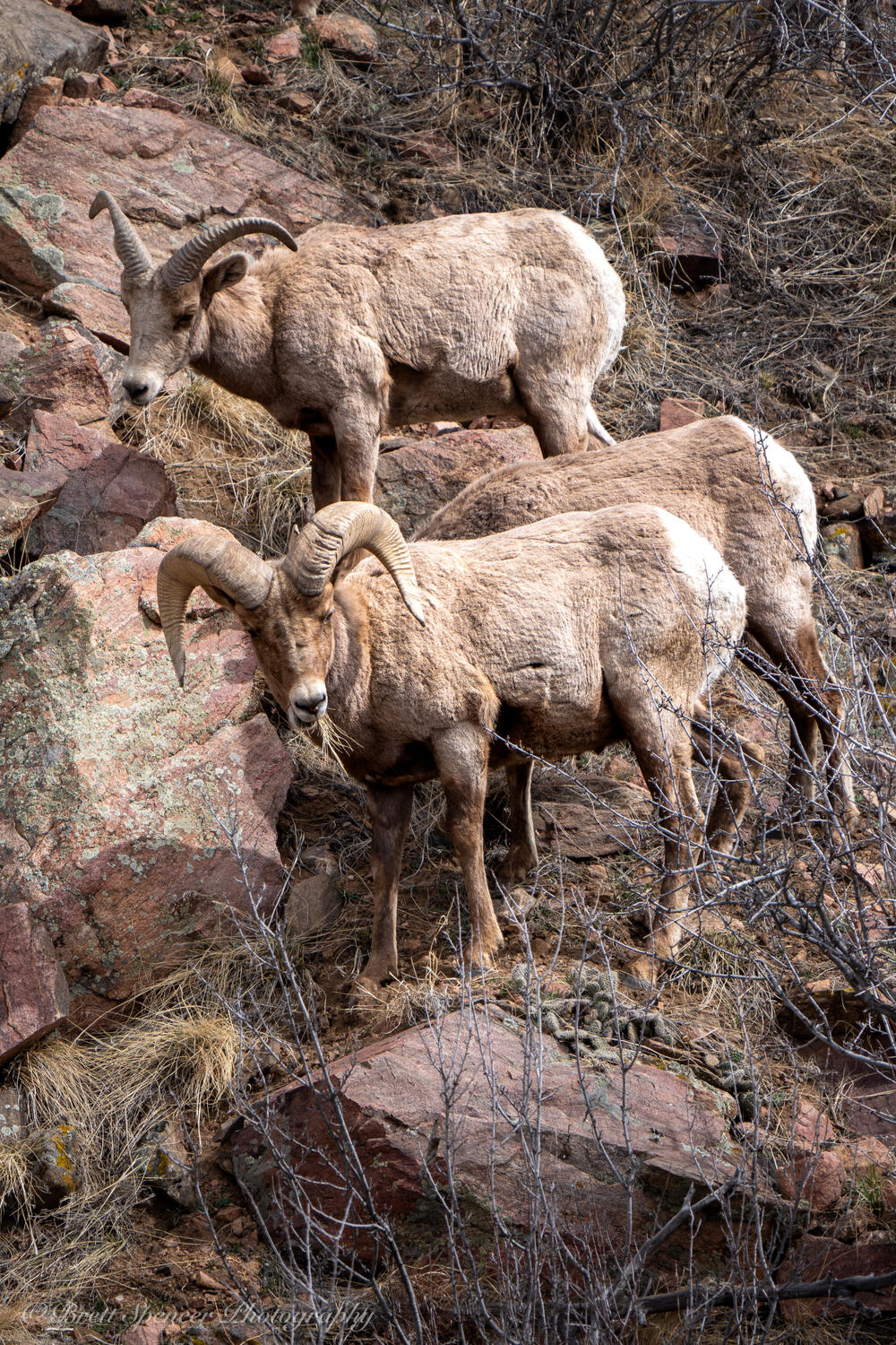 Big Horn Sheep