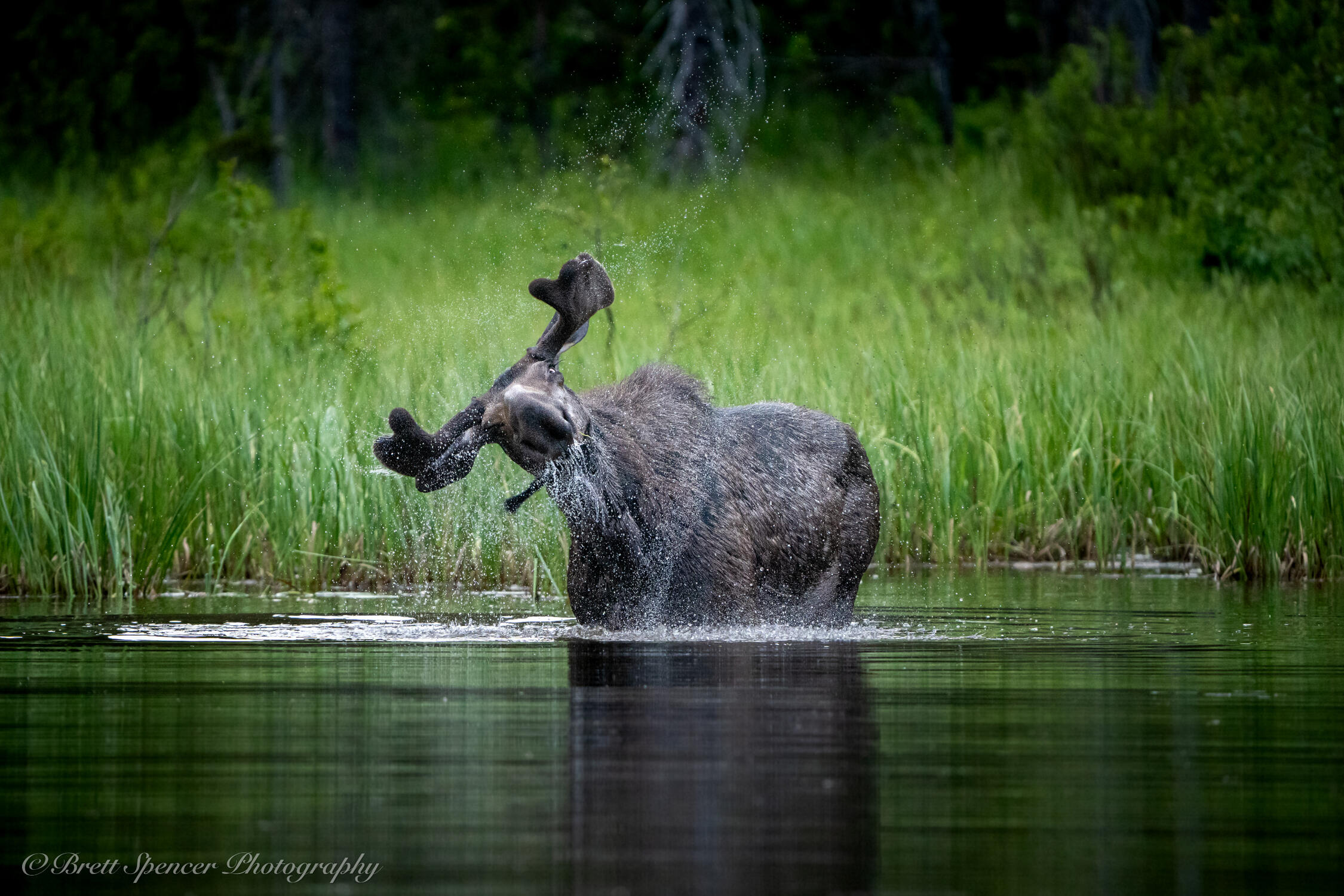 Moose Shake